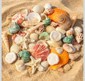 12 Kinds 50 PCS Mixed Seashells – Various Sizes for Crafts Vase Home