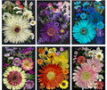 6 sheets Large Size Pressed Flower Collection